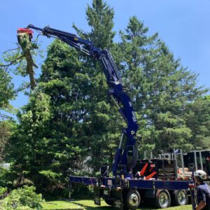 tree crane service