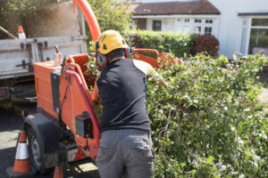 Tree Services