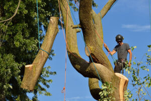 Tree Services