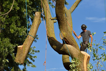 The Costs of Tree Trimming