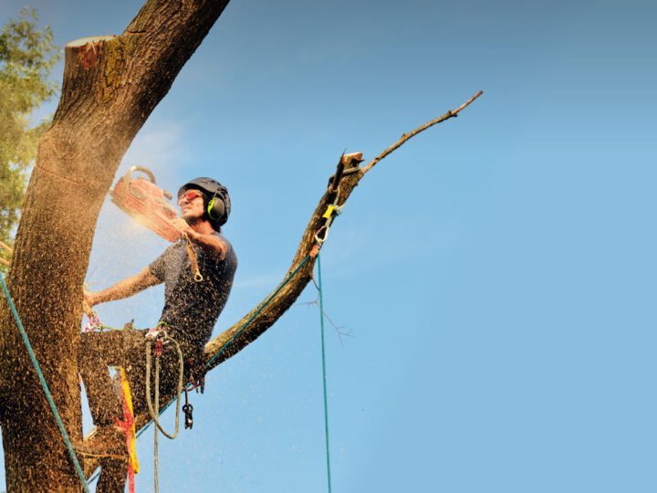 Creating a Tree Service Business