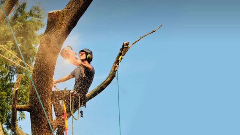 Creating a Tree Service Business