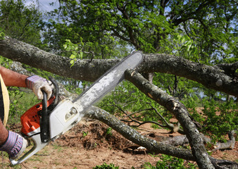 The Benefits of a Commercial Tree Service